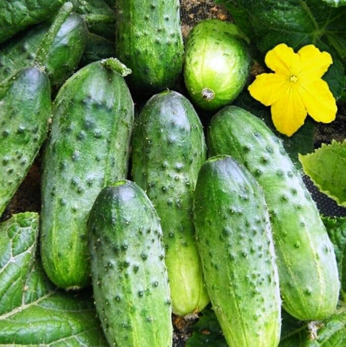40+ Seeds Cucumber Wisconsin Gherkin - Vegetable Open-Pollinated