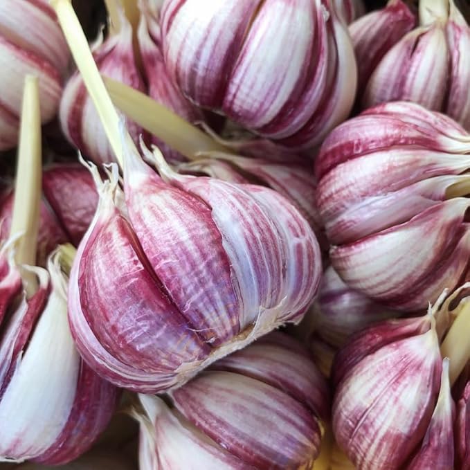 1 Pound Red Hardneck Garlic Bulbs for Planting, Fresh High-Yield Hardy Garlic for Garden or Container Growing