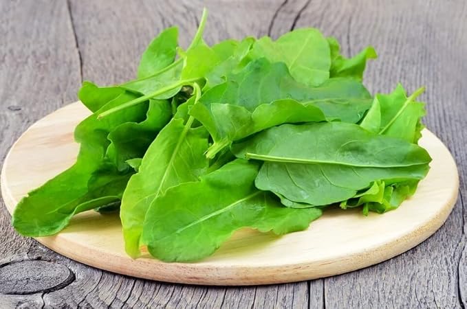 Garden Sorrel 2000+ Seeds for Planting Non-GMO