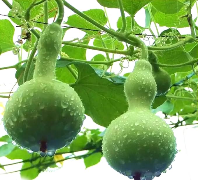 5PCS Birdhouse Gourd Seeds Asian Bottle Gourd Vegetable Seeds Heirloom