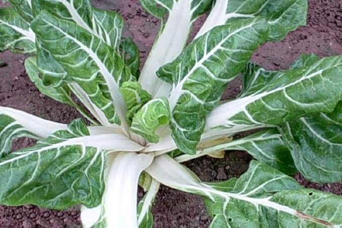 White Ribbed Swiss Chard Seeds 25 Count, COOL BEANS N SPROUTS Brand. Heirloom. Non-GMO. Home Gardening.