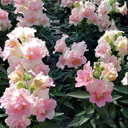 Park Seed Snap Dragon Flower Plant Seeds – Twinny Appleblossom with Pastel Pink Double Blooms, Compact Dwarf Habit for Containers or Beds, Long-Lasting Color for Spring and Fall, Pack of 100