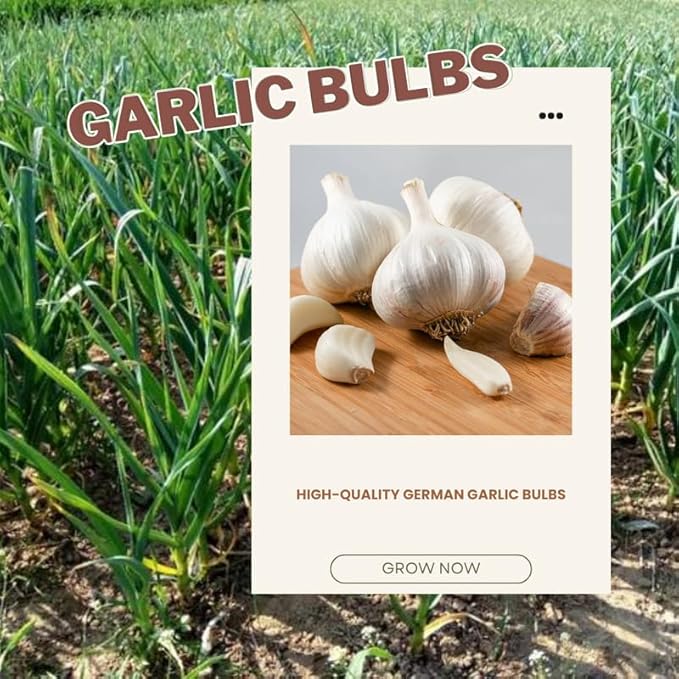 1 Pound White Hardneck Garlic Bulbs for Planting, Fresh High-Yield Hardy Garlic for Garden or Container Growing