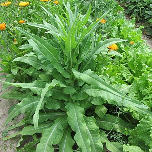 Seeds Asparagus Lettuce Celtuce - 65 Days for Salad - Heirloom Vegetable - GMO Free