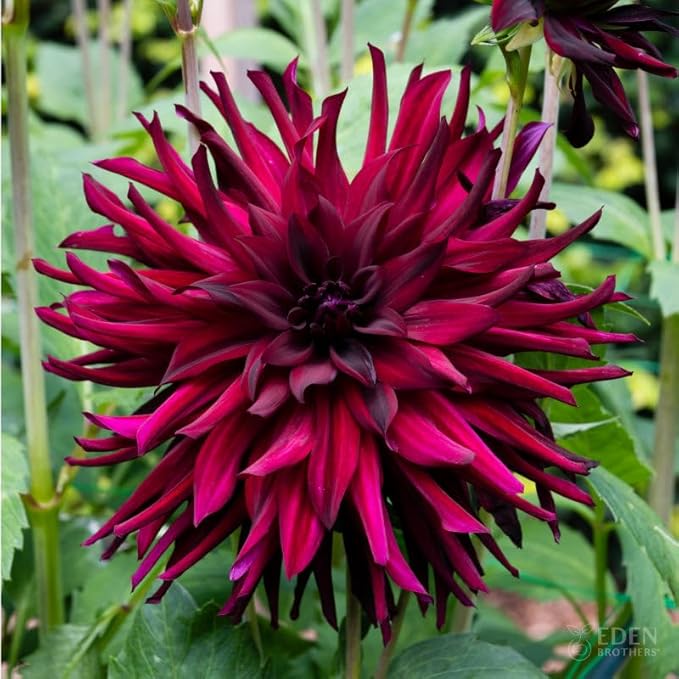 Eden Brothers Dahlia Bulbs (Cactus) - Chat Noir, Non-GMO Bulbs for Planting, 4 Bulbs | Low-Maintenance Flower Bulbs, Plant During Spring, Zones 8, 9, 10, 11