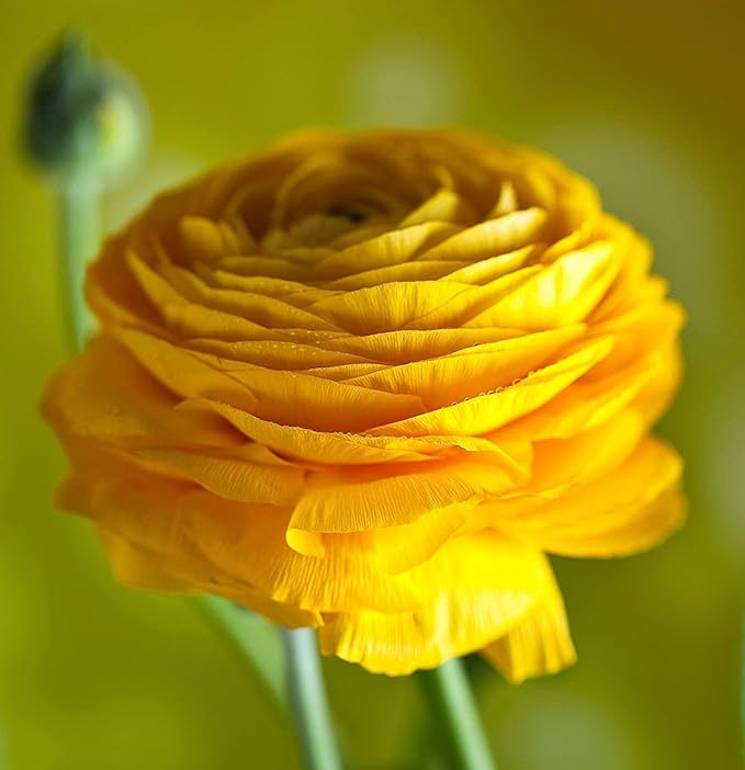 Mixed Peony Ranunculus Bulbs- Persian Buttercup -10 Corms Bulbs Flowering Blooms Perennial Bulbous Root Garden Plant (Yellow)