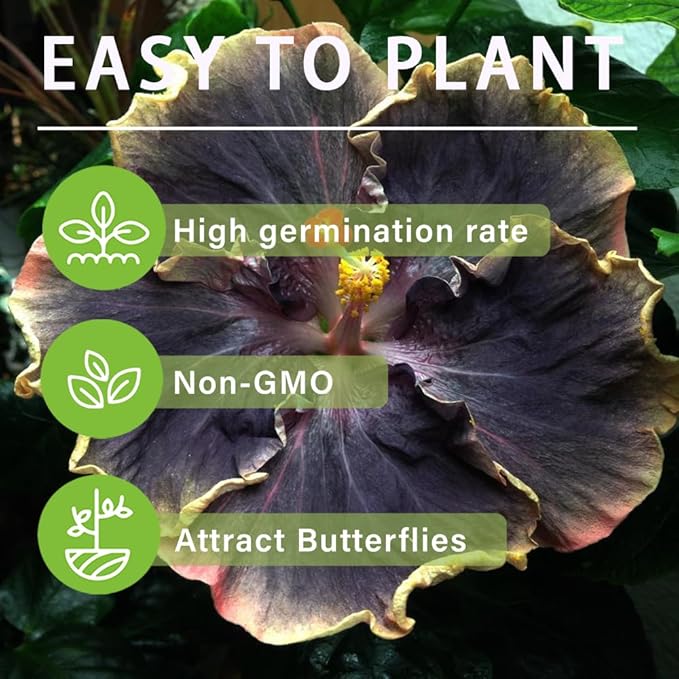 30+ Perennial Black Hibiscus Flower Seed to Plant Outdoor-Tropical Exotic Plant Garden Seeds Non-GMO Heirloom