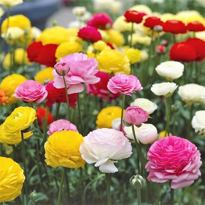 Pack 25 Ranunculus Bulbs for Planting, Mix Shade Ranunculus Corms, Butterfly Ranunculus Flowers Bulbs to Grow, Peony Buttercup Ranunculus