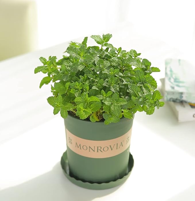 300+ Mint Seeds for Planting Mentha Non-GMO Herb Variety for Culinary