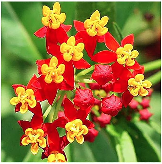 Tropical Milkweed - Asclepias Currassavica Seeds - Food and Host Plant for Monarch Butterflies. Will Grow all over the United States as an Annual and Perennial from Zones 8b and higher.