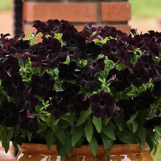 300PCS Black Petunia Seeds for Planting,Dwarf Wave Petunia Flowers Seeds to Plant Garden Hanging Baskets Flower in Home Gardens