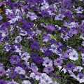 Park Seed Shock Wave Denim Shades Petunia Seeds, Early-Blooming Self-Cleaning Spreading Variety, Compact and Weather Resistant for Baskets and Borders, Pack of 10