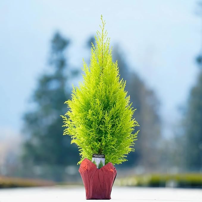 Lemony Christmas Tree. Lemon Cypress 'Goldcrest' (Cupressus Macrocarpa) - Vibrant Yellow-Green Foliage, Citrus Scent, Indoor/Outdoor (4 Cypress-Lemon Cups)