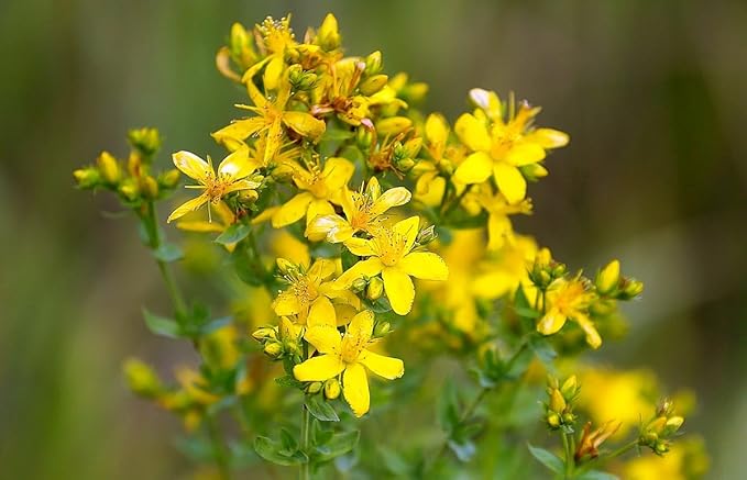 SeedsUP - 1500+ Seeds St. John's Wort (Hypericum perforatum) - Herb Yellow