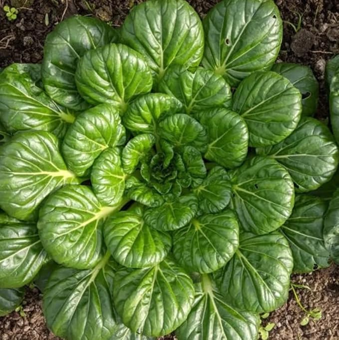 800 Tatsoi Mustard Green Seeds | Non GMO USA Chinese Greens Bok Choy Cabbage Lettuce Leaf Garden Asian Vegetable Seed