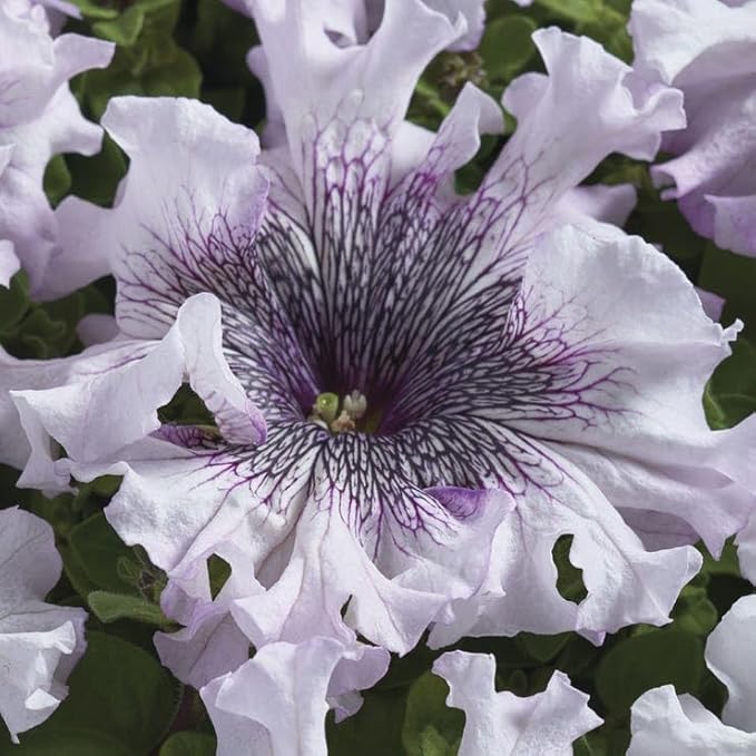 Park Seed Superbissima Giant Alba Petunia Seeds, Grandiflora Type with 6-Inch White Blooms and Purple Tones, Tetraploid Strength, Pollinator Friendly, Great for Containers and Borders, Pack of 10
