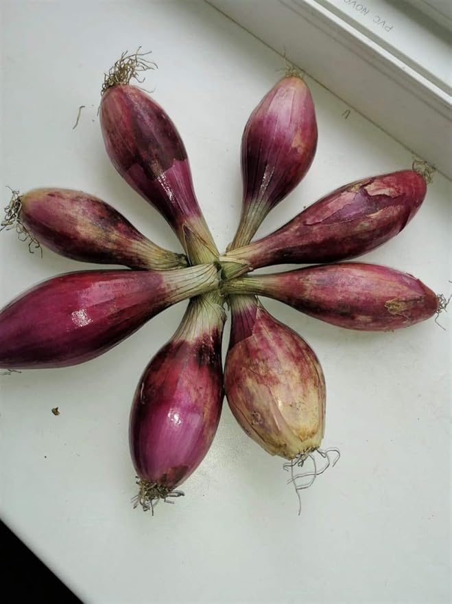 Seeds Red Shallot Onion Heirloom Vegetable for Planting Non GMO