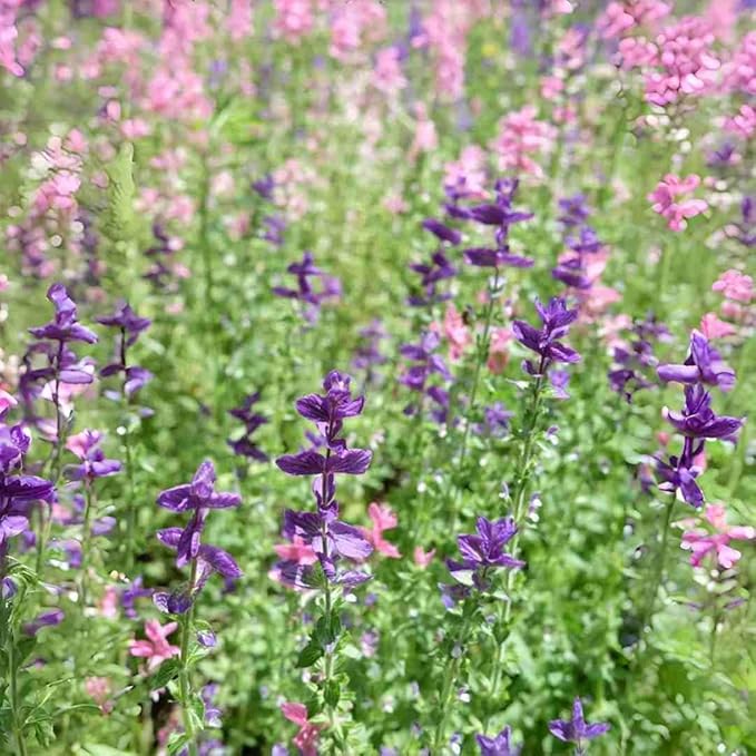 Baptisia (False Indigo) Seeds 300pcs– Non-GMO Perennial Flower Seeds –Hardy Ornamental Plant for Garden & Landscape