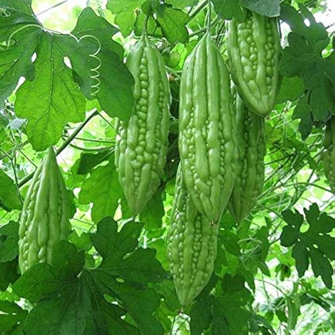 Indian Bitter Gourd Seeds for Planting, Easy to Grow Vegetable Seeds for Home Garden, Terrace Gardening, Balcony Planters, and Outdoor Cultivation (Pack of 40)