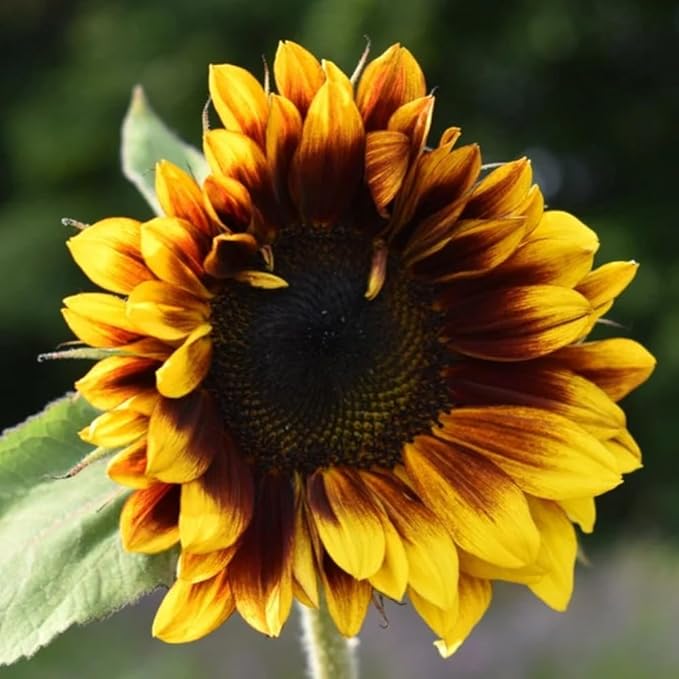 100+ Rare Sunflower Seeds for Planting Outdoor-Exotic Sunflower Seeds-Sun Flower Seed Non-GMO Heirloom Blooms in Home Garden