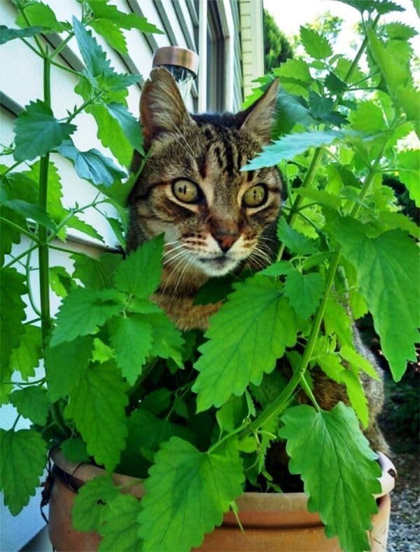 CEMEHA SEEDS - Seeds Catnip Cat Mint Catwort Catswort Non GMO Herbs for Planting 100 Seeds