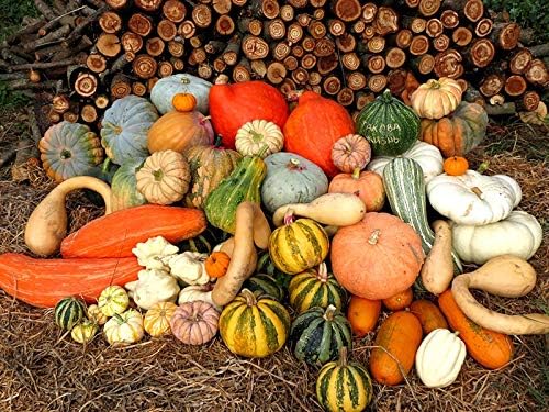 Ornamental Pumpkin Mix Seeds Giant Heirloom Vegetable for Planting Decorative Unique Non GMO 10 Seeds