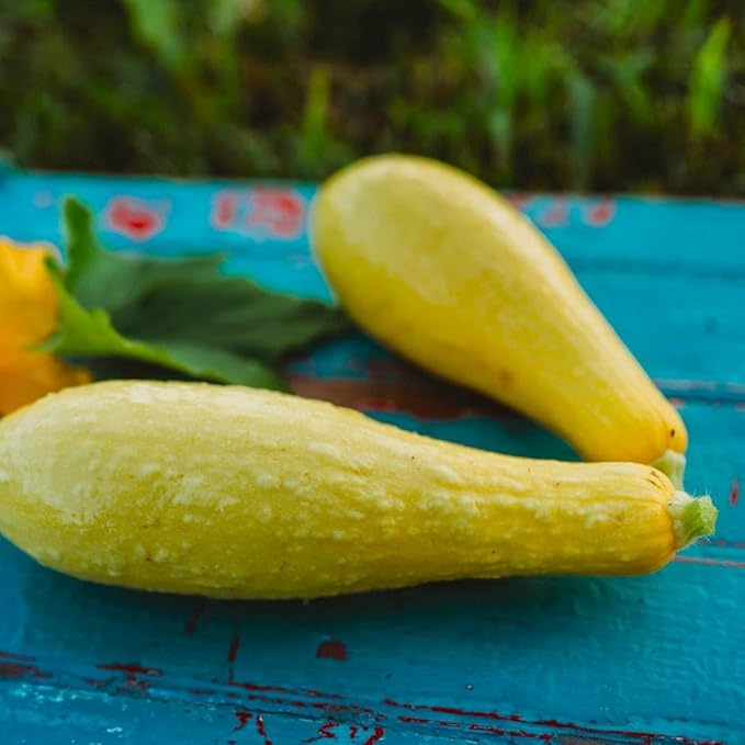 Early Prolific Straightneck Summer Squash - 25 Seeds - Popular & Productive Heirloom Bush Squash, Non-GMO Heirloom Summer Squash Seeds for Planting in The Home Garden, Thresh Seed Company