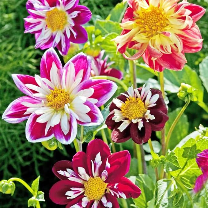 300+ Seeds Perennial Dahlia Dandy Seeds for Planting Outdoor -Annual Dandy Mixed Flower Seed Non-GMO Heirloom