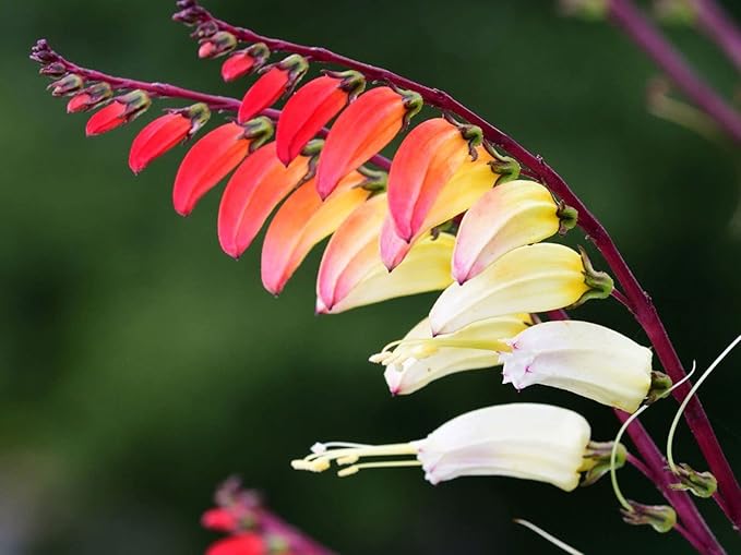 Seeds Firecracker Vine Mina Lobata Quamoclit Annual Flowers