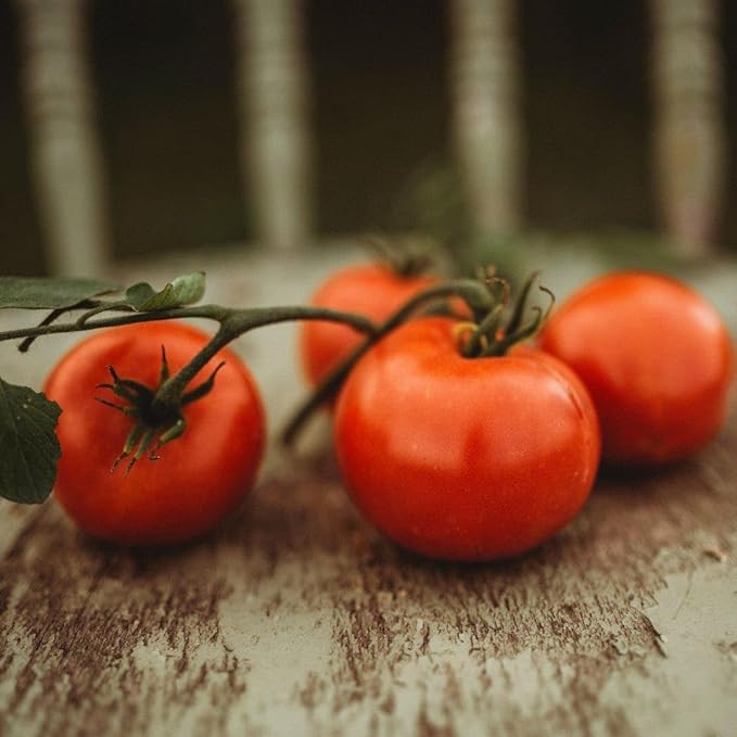 Perestroika Siberian Tomato - 50 Seeds - Russian Heirloom Variety, Great for Short Seasons and Cold Climates, Non-GMO Heirloom Tomato Seeds for Planting in The Home Garden, Thresh Seed Company