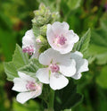 NIKA SEEDS - Seeds Herb Marshmallow (Althaea Officinalis) - 100 Seeds