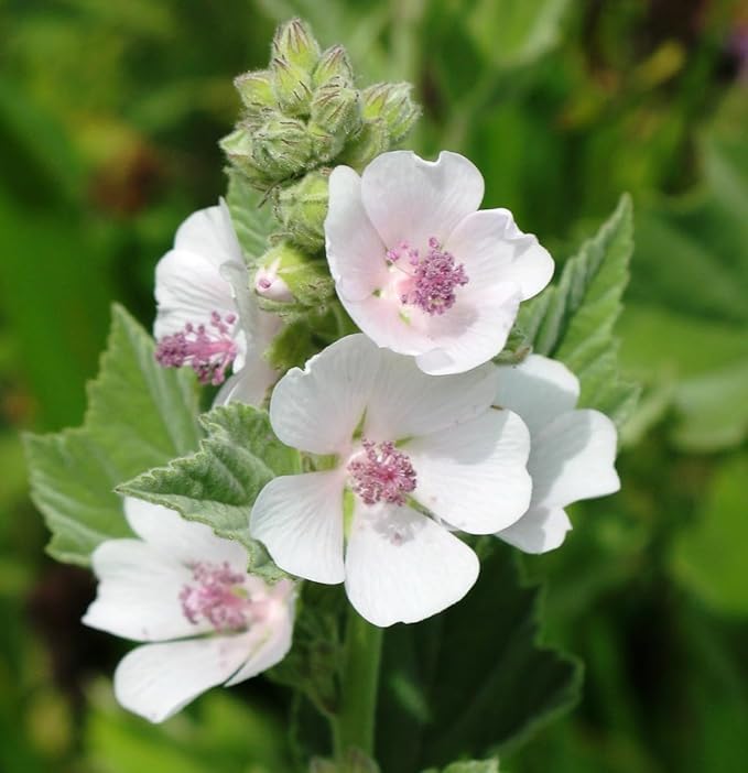 NIKA SEEDS - Seeds Herb Marshmallow (Althaea Officinalis) - 100 Seeds