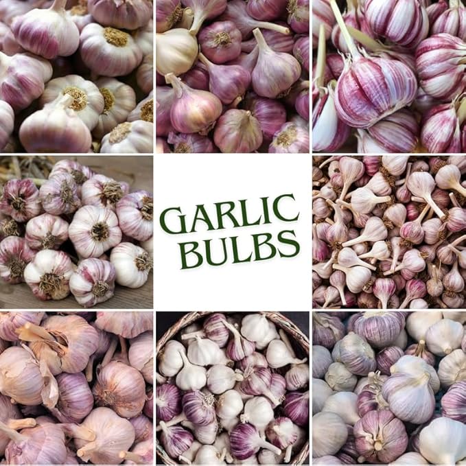 1 Pound Purple Stripe Hardneck Garlic Bulbs for Planting, Fresh High-Yield Hardy Garlic for Garden or Container Growing