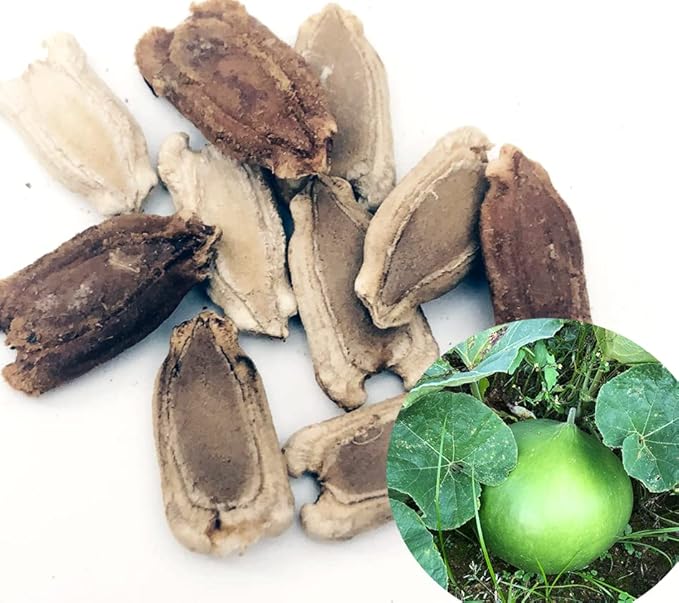 Bushel Basket Gourd Seeds (Lagenaria siceraria) 10 Seeds (3 g) - Huge Gourds for Crafts by Smoke Camp Crafts