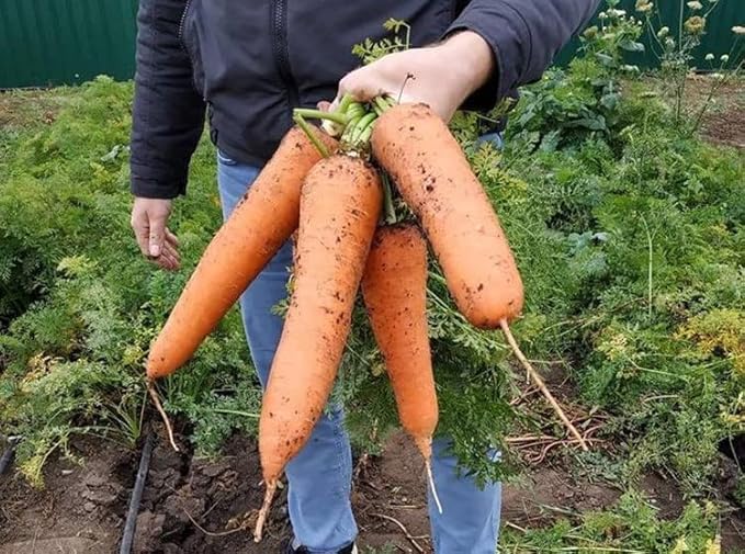 KIRA SEEDS - Seeds Carrot Red Giant - Heirloom Vegetable - GMO Free