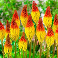 Seeds Fire Dance Red Hot Poker Perennial Flowers