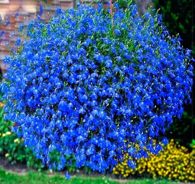 Seeds Lobelia Blue Cascade 1000+ Seeds for Planting Flowers Groundcover Trailing Flower