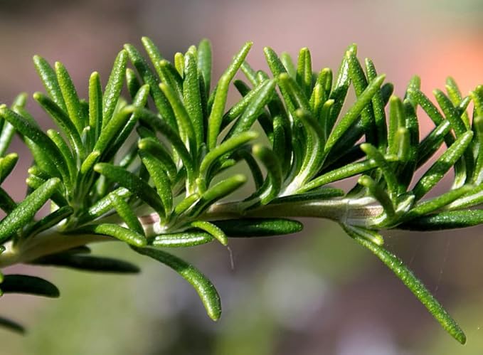 SeedsUP - 50+ Seeds Rosemary - Herb Green