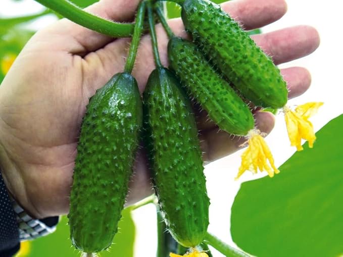 Seeds Vegetable Cucumber Vine Grape F1 Green - 20 Seeds