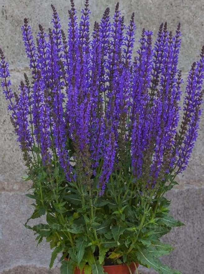 Seeds4planting - Seeds Garden Sage (Salvia Officinalis) Medicinal Herbs Perennial Heirloom Non GMO for Planting