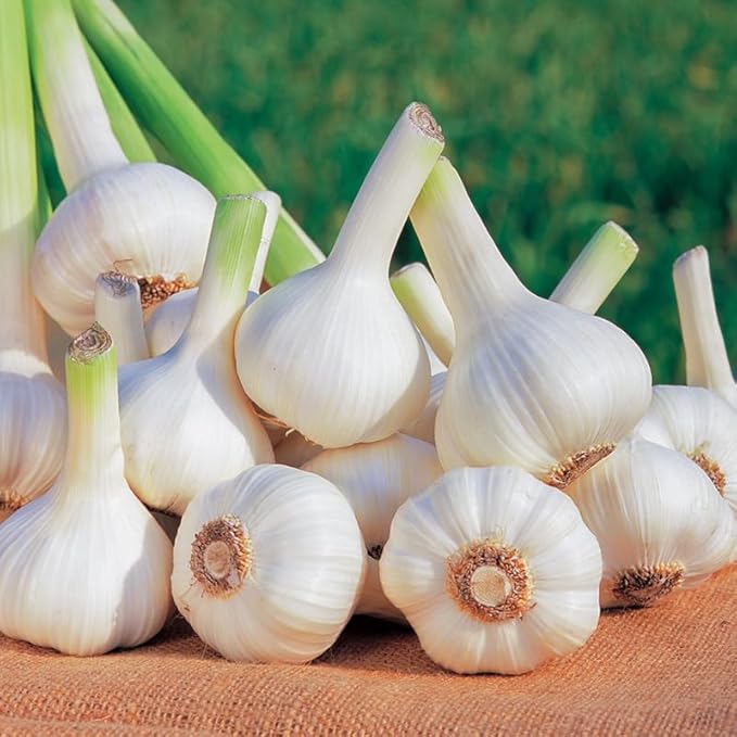 1 Pound Music Hardneck Garlic Bulbs for Planting, Fresh High-Yield Hardy Garlic for Garden or Container Growing