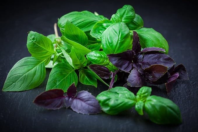 SeedsUP - 700+ Seeds Basil Indoor Sweet Ornamental (Genovese, Corsican, Lemon, Lime and Other) - Herb Mix