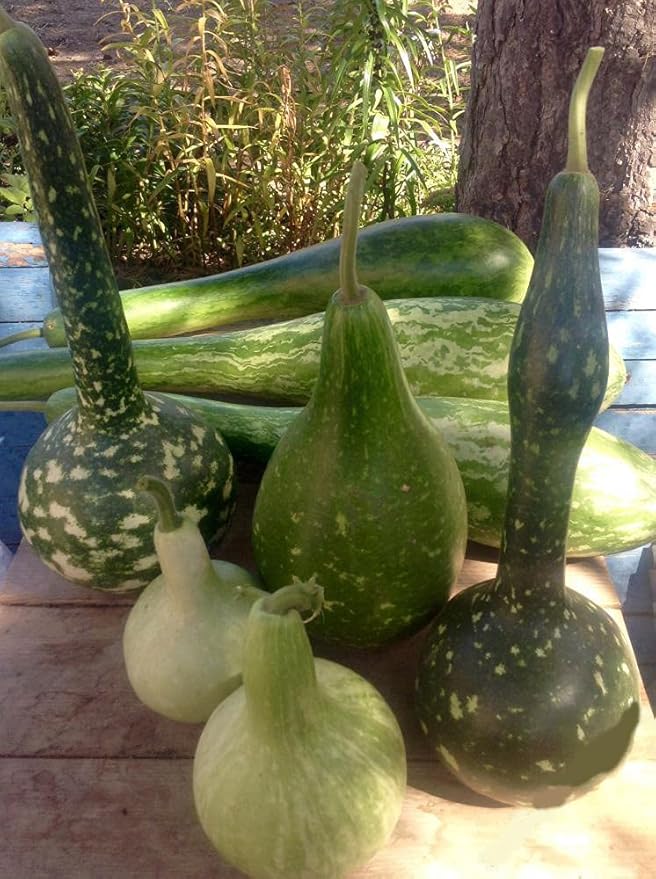 Seeds Calabash Bottle Gourd Mix Lagenaria Heirloom Vegetable for Planting Non GMO