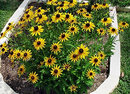 1000 Black-Eyed Susan Gloriosa Daisy Flower Seeds, Yellow, Biennial, Beautiful, Rudbeckia Hirta, from USA