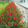 Set 6 Brazilian Red Mexican Petunia Plants Live, Perennial Outdoor Growing, Startrer Size 4-6" in Tall, Long Blooming Season, Landscapes, Borders, Ground Cover