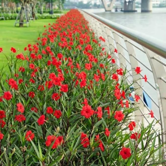 Set 6 Mix Random Mexican Petunia Plants Live, Perennial Outdoor Growing, Startrer Size 4-6" in Tall, Long Blooming Season, Landscapes, Borders, Ground Cover