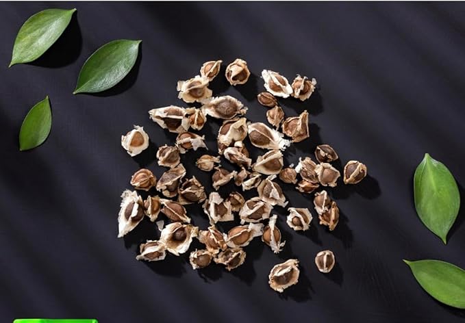 Moringa Seeds Premium PKM1 Variety | Snacking & Planting | Non-GMO | Wildcrafted Drumstick Tree (Malunggay) | Moringa Oleifera Semillas Imported from Mexico (8oz)