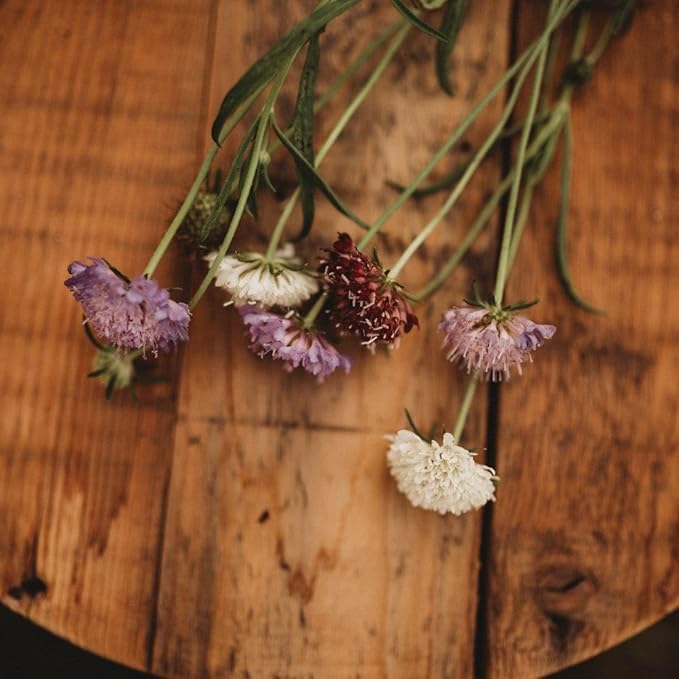 Pincushion Flower Imperial Mix - 250 Seeds - Scabiosa Flowers, Great for Cutting Gardens and Arrangements, Non-GMO Pincushion Flower Seeds for Planting in The Home Garden, Thresh Seed Company