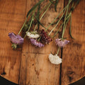Pincushion Flower Imperial Mix - 250 Seeds - Scabiosa Flowers, Great for Cutting Gardens and Arrangements, Non-GMO Pincushion Flower Seeds for Planting in The Home Garden, Thresh Seed Company