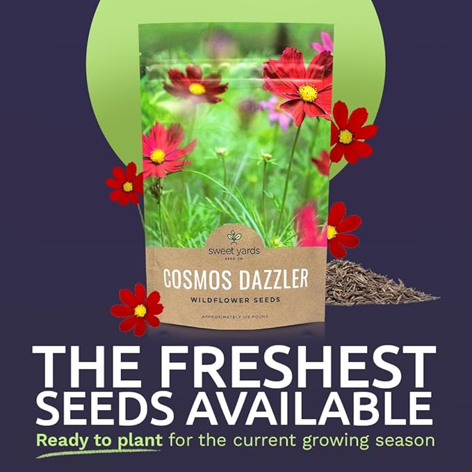 Dazzler Cosmos Wildflower Seeds - Bulk 1/4 Pound Bag - Over 20,000 Fresh Open Pollinated Non-GMO Flower Seeds - Stunning Bright Petals - Drought Tollerant